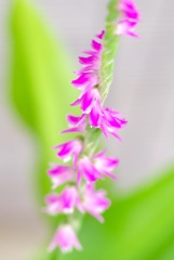 プランタに一本咲いた花！