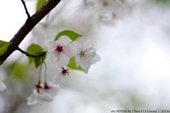 SAKURA