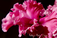 室内自然光撮影