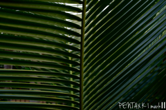 MINOLTA macro50/3.5