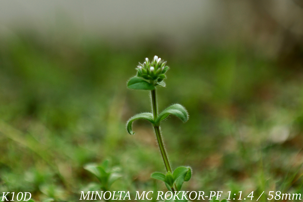 MINOLTA MC ROKKOR-PF 1:1.4 / 58mm