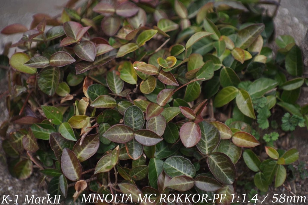 MINOLTA MC ROKKOR-PF 1:1.4 / 58mm