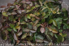 MINOLTA MC ROKKOR-PF 1:1.4 / 58mm