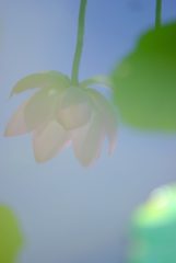 古代蓮の里    (覗き込めばそこに…)