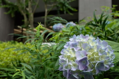 都会の街中の紫陽花