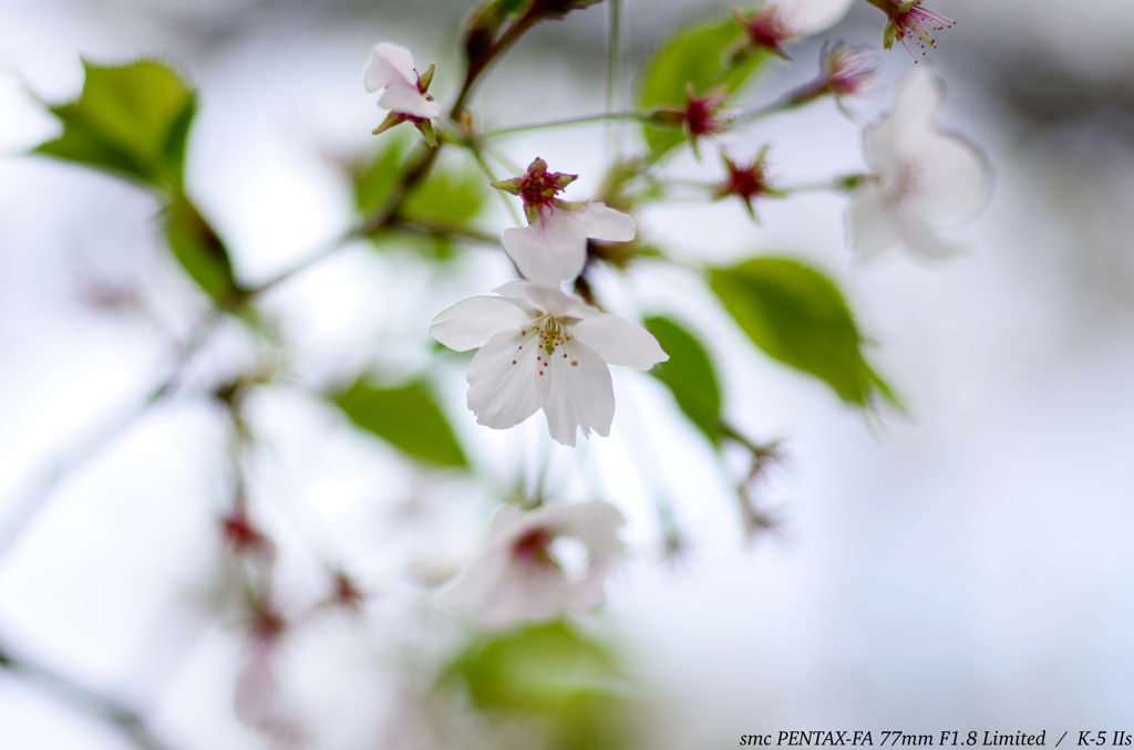 SAKURA