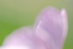 わずかな輪郭…