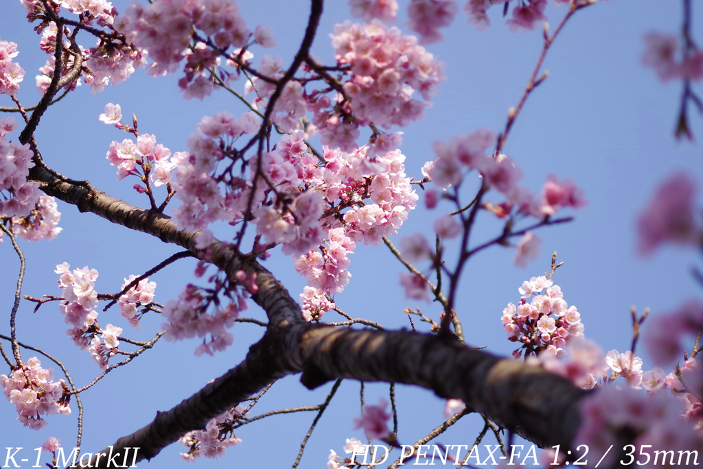 安行桜