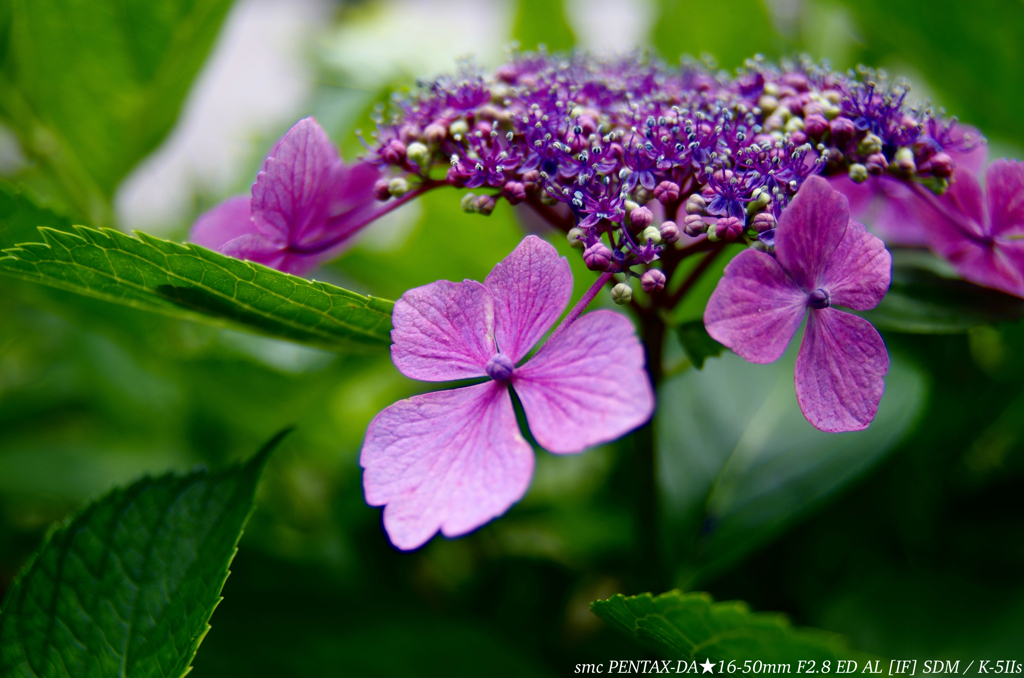 紫陽花