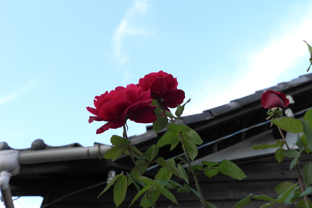 薔薇