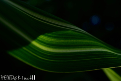 MINOLTA MD macro