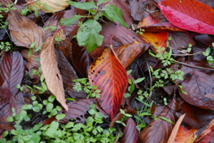 雨上がりの公園
