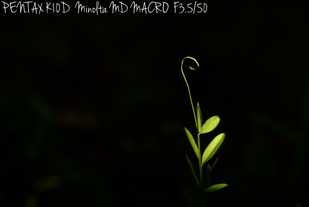 MINOLTA MD MACRO F3.5/50