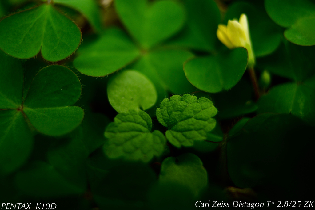 植え込みの中…