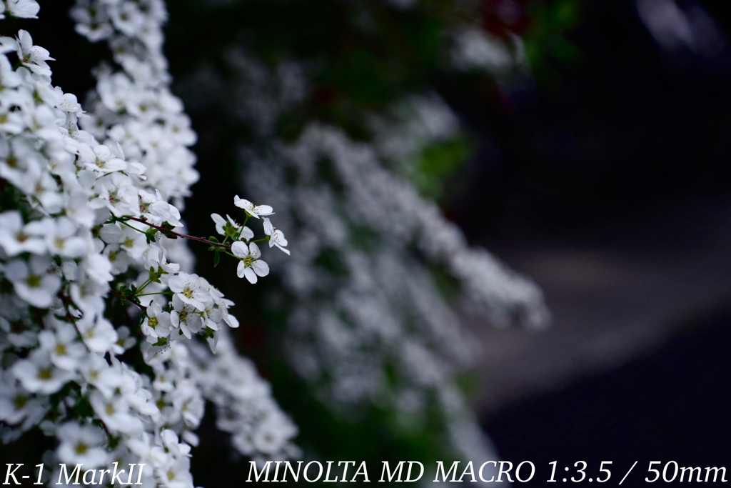 MINOLTA MD MACRO 1:3.5 / 50mm