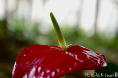 MINOLTA macro50/3.5
