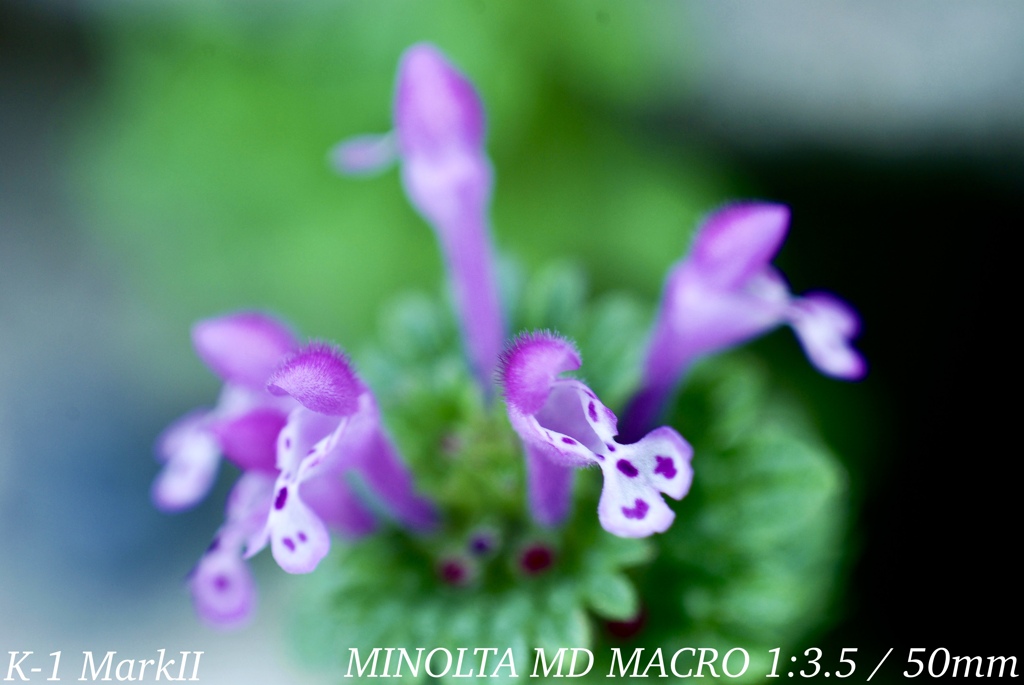 MINOLTA MD MACRO 1:3.5 / 50mm