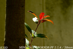 MINOLTA MC ROKKOR-PF 1:1.4 / 58mm