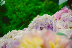 紫陽花
