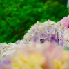 紫陽花