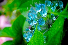 紫陽花