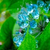 紫陽花