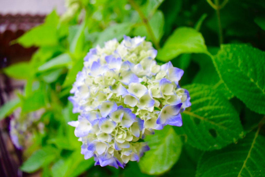 紫陽花
