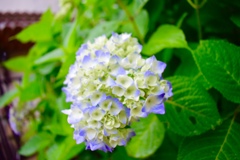 紫陽花