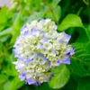 紫陽花