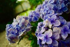 紫陽花