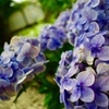 紫陽花
