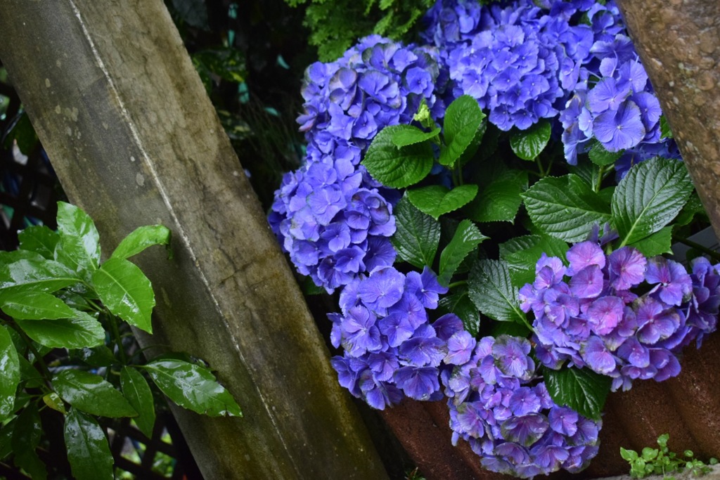 紫陽花