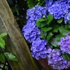紫陽花