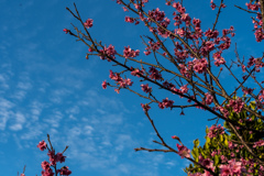 今帰仁の桜