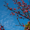 今帰仁の桜