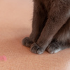 よそのねこ