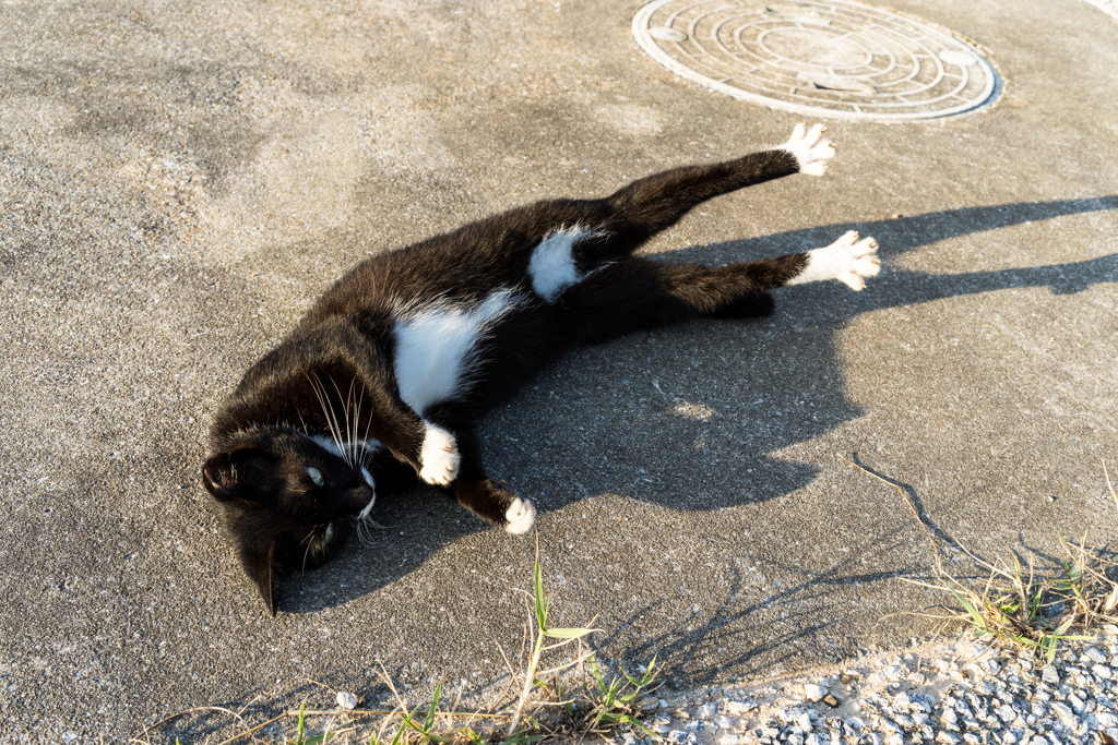 よその猫