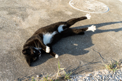 よその猫