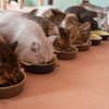 よそのねこ