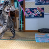 うちのねこ