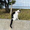 よその猫