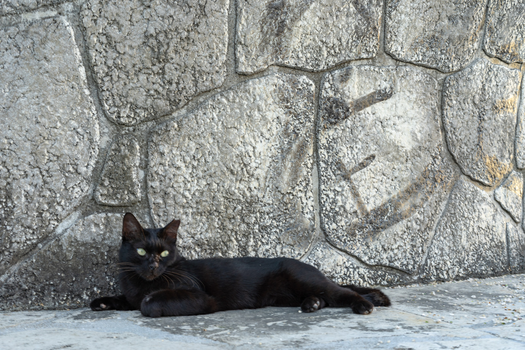 よその猫