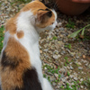 うちのねこ