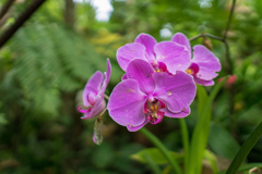 虫と花