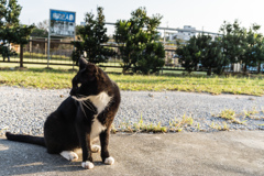 よその猫