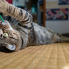 うちのねこ