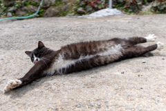よそのねこ