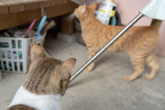 うちのねこ