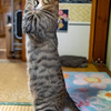 うちのねこ