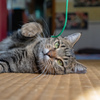 うちのねこ